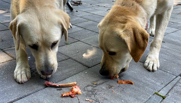 can dogs eat bones