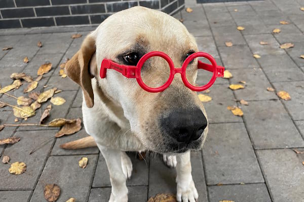 A dog wearing protective dog goggles outdoors