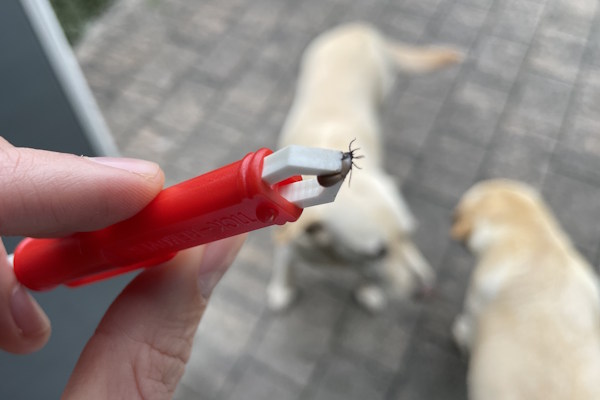 A tick attached to a dog's skin being checked after a walk